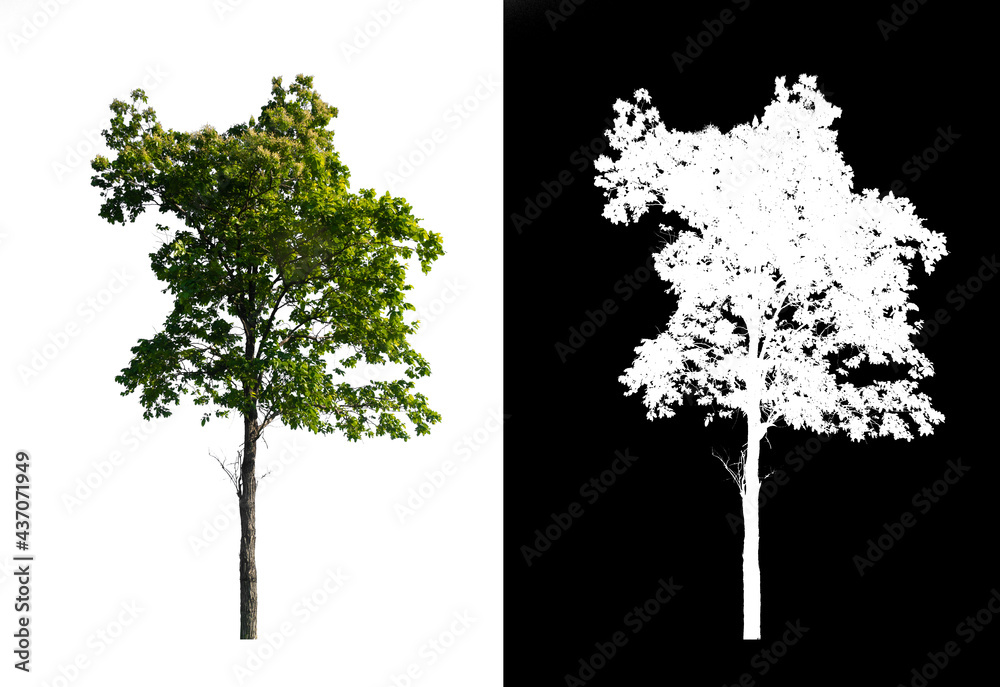 Poster green tree isolated on white background with post cut out original background and white background r