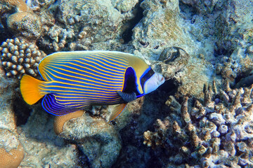 Emperor Angelfish (Pomacanthus imperator) Red Sea