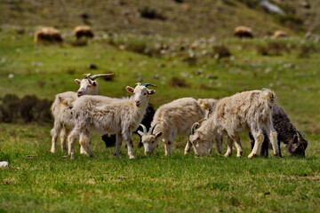 Fototapeta premium Russia. South of Western Siberia. Gorny Altai. A small flock of domestic goats graze in the mountain valleys of the Katun River.