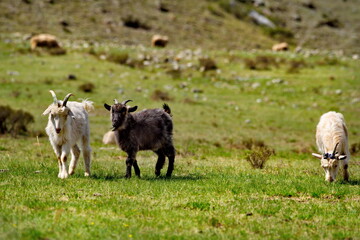 Russia. South of Western Siberia. Gorny Altai. A small flock of domestic goats graze in the mountain valleys of the Katun River.