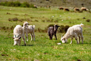 Obraz na płótnie Canvas Russia. South of Western Siberia. Gorny Altai. A small flock of domestic goats graze in the mountain valleys of the Katun River.