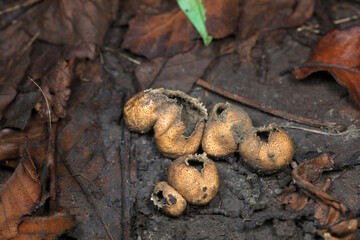 The fruiting bodies of the puffer are in the field, North China