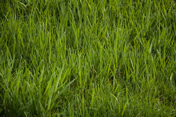 Green meadow or lawn useful as a grass background