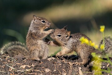 squirrels hugging each other and eating nut