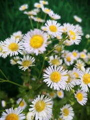 Fototapeta premium beautiful flowers in the spring garden