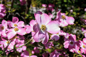 Fototapeta na wymiar Pink Flowering Dogwood flower close-up. Garden blossom. Decorative tree.