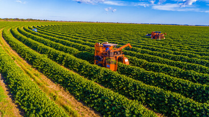 Café do Oeste da Bahia
