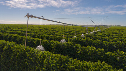 Caf&eacute; do Oeste da Bahia