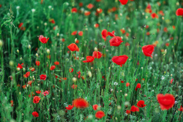 Fototapeta na wymiar Wild red poppies in a field
