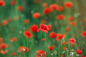 Wild red poppies in a field