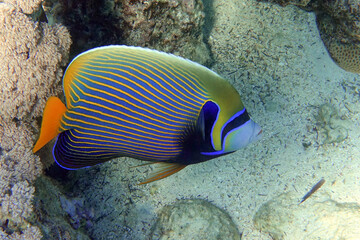 Fototapeta na wymiar Emperor Angelfish (Pomacanthus imperator) Red Sea