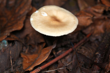 Wild mushrooms in dead leaves, North China