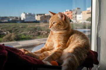 brown tabby cat with green eyes sitting on a hammock looks outside from the window