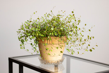 Muehlenbeckia complexa, known as 'pōhuehue'. Beautiful, delicate indoor plant in old ceramic pot and glass stand.