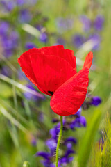 Obraz premium papavero e contrasti