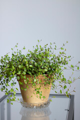 Muehlenbeckia complexa, known as 'pōhuehue'. Beautiful, delicate indoor plant in old ceramic pot and glass stand.