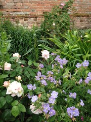 flowers in the garden