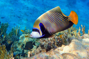 Fototapeta na wymiar Emperor Angelfish (Pomacanthus imperator) Red Sea