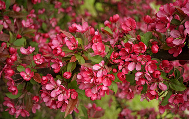  A lot of red flowers on a branch of a decorative apple tree  