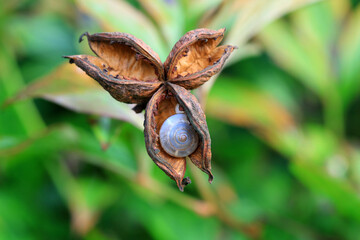 Peony seeds in botanical garden, North China