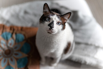 Fototapeta na wymiar fat black and white cat with blue eyes looks up