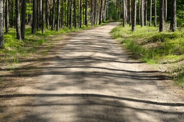 Forest road with shadows of tree
