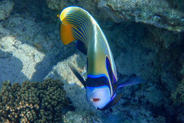 Emperor Angelfish (Pomacanthus imperator) Red Sea