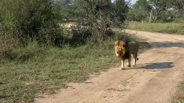 Male lion (Panthera leo) walking on a sand road