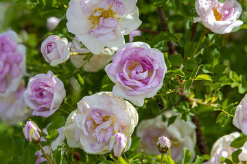 Frühlingsblumen