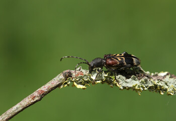 A Longhorn Beetle, Anaglyptus mysticus, walking along a twig. 