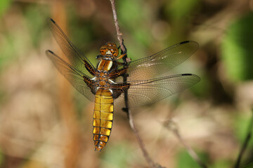 A Broad-bodied Chaser, Libellula depressa, perching on a twig in woodland.
