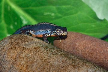 Alpine newt at the bottom of a freshwater pond