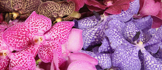 Orchidées Vanda