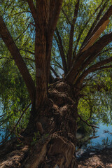 Tree next to a lake, details of branches and the water acts as a mirror, the green tones complement the brown tones of the earth and wood very well.
Landscape detail at the Brockman dam in El Oro, Mex