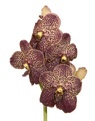 Orchidée Vanda pourpre