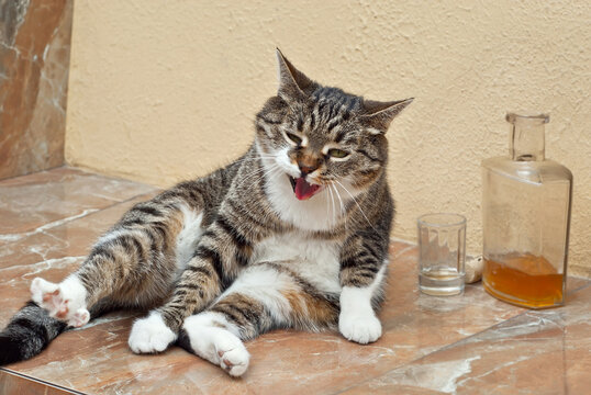 Gray cat sitting near a bottle of alcohol. The concept of alcoholism, loneliness and depression.