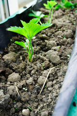 foreground, one young green plant in a greenhouse