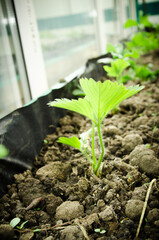 young sprout, green plant in a greenhouse