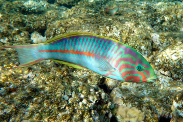 Fototapeta na wymiar Coral fish - Wrasse -Thalassoma Klunzingeri, Red Sea