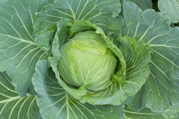 Fototapeta premium cabbage in the garden
