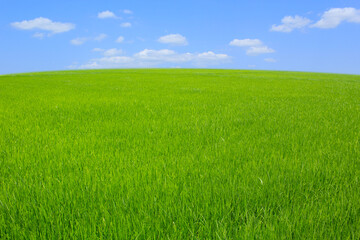 green field and blue sky