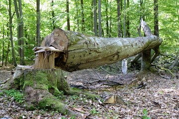 The trunk of a large felled tree lying in the forest