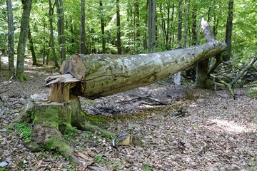 The trunk of a large felled tree lying in the forest