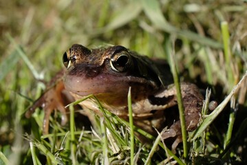 A little brown frog sits in the grass