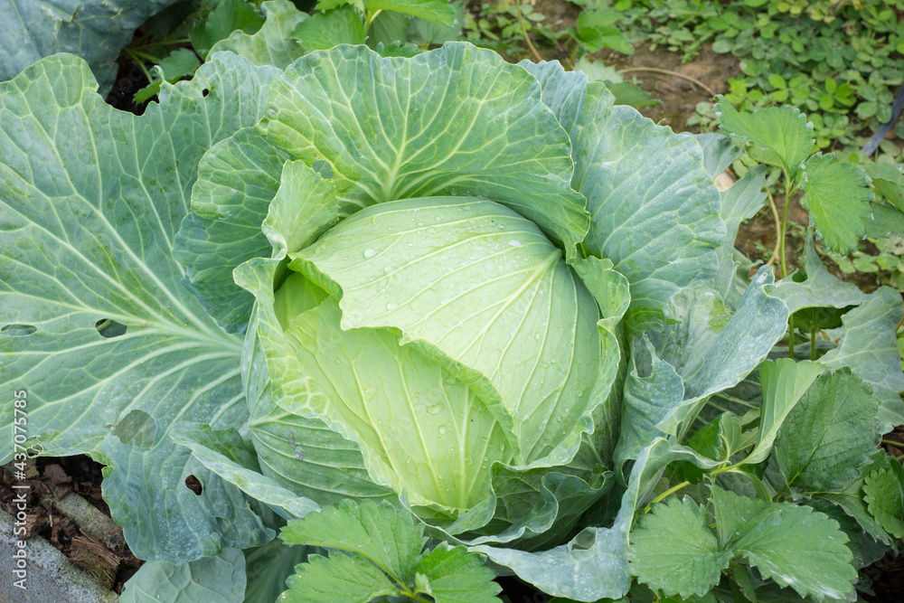 Wall mural cabbage in the garden