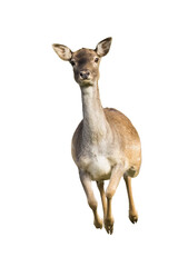 Fast fallow deer, dama dama, doe running from front view with copy space. Female wild animal approaching in nature illuminated by sun. Sprinting mammal cut out on blank.