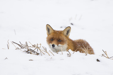 Fototapeta premium Interested red fox, vulpes vulpes, lying on a field covered with white snow in winter. Wild mammal with orange fur and large ears looking on meadow from low angle.
