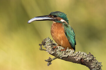 Male common kingfisher, alcedo atthis, sitting on a branch with caught fish in beak. Little colorful bird holding prey on a twig from side view. Wild animal with blurred background.
