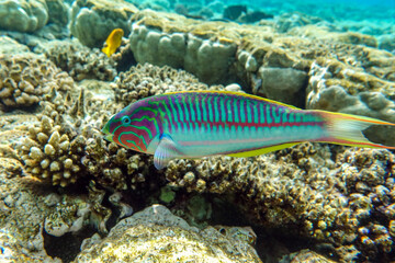 Naklejka na ściany i meble Coral fish - Wrasse -Thalassoma Klunzingeri, Red Sea
