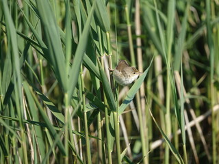 Eurasian reed warbler (Acrocephalus scirpaceus) perched on reed stem